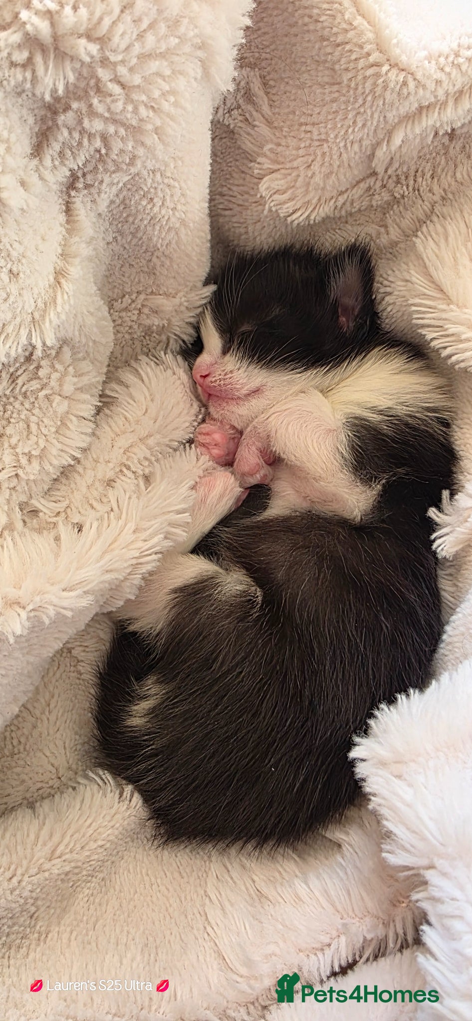 Mixed Breed cats Half Ragdoll female kitten - Advert 5