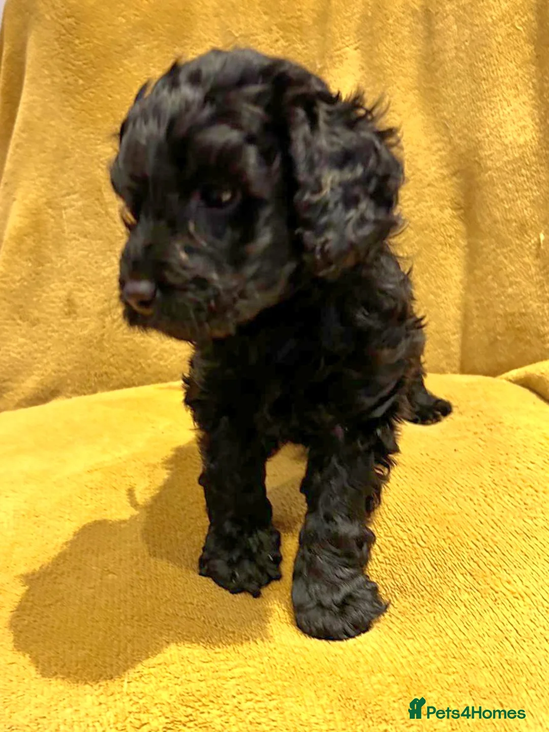 Cockapoo dogs for sale: 4 beautiful cockerpoo pups - Advert 7