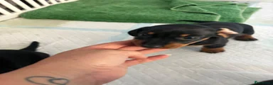Miniature Dachshund 3