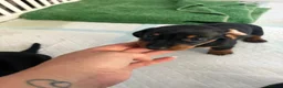 Miniature Dachshund dogs for sale: Mini dachshund puppies  - Advert 3