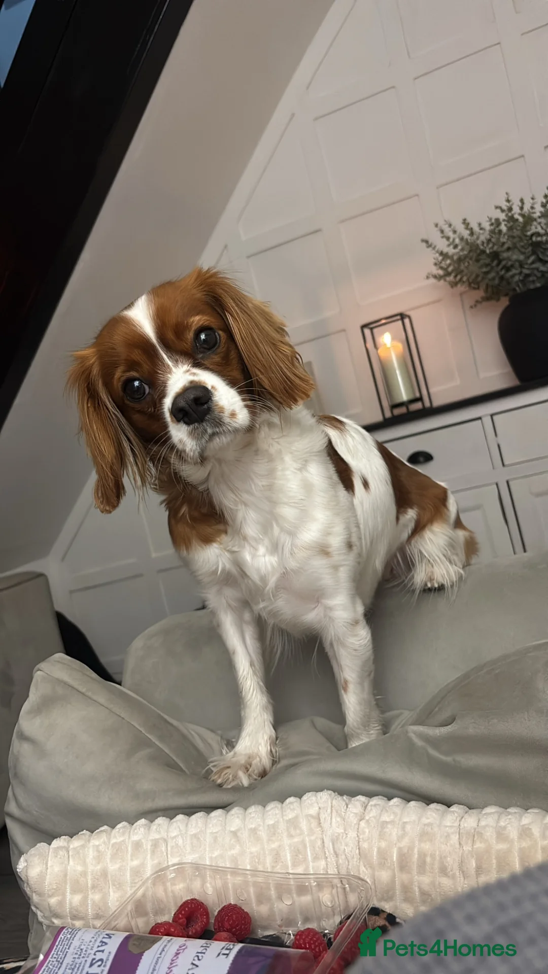 Gallery Image {{count}}