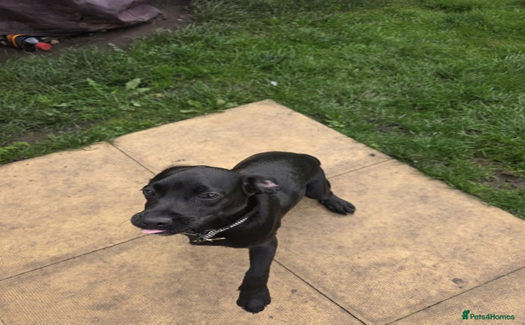 Bocker dogs - Advert 15