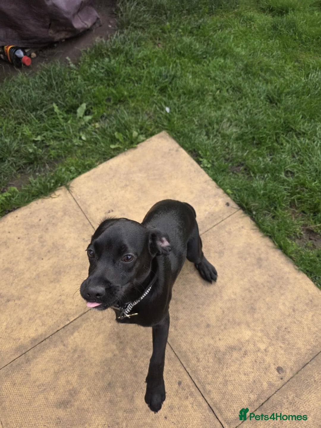 Bocker dogs for sale: Beagle, Cocker spaniel mix puppy  - Image 1