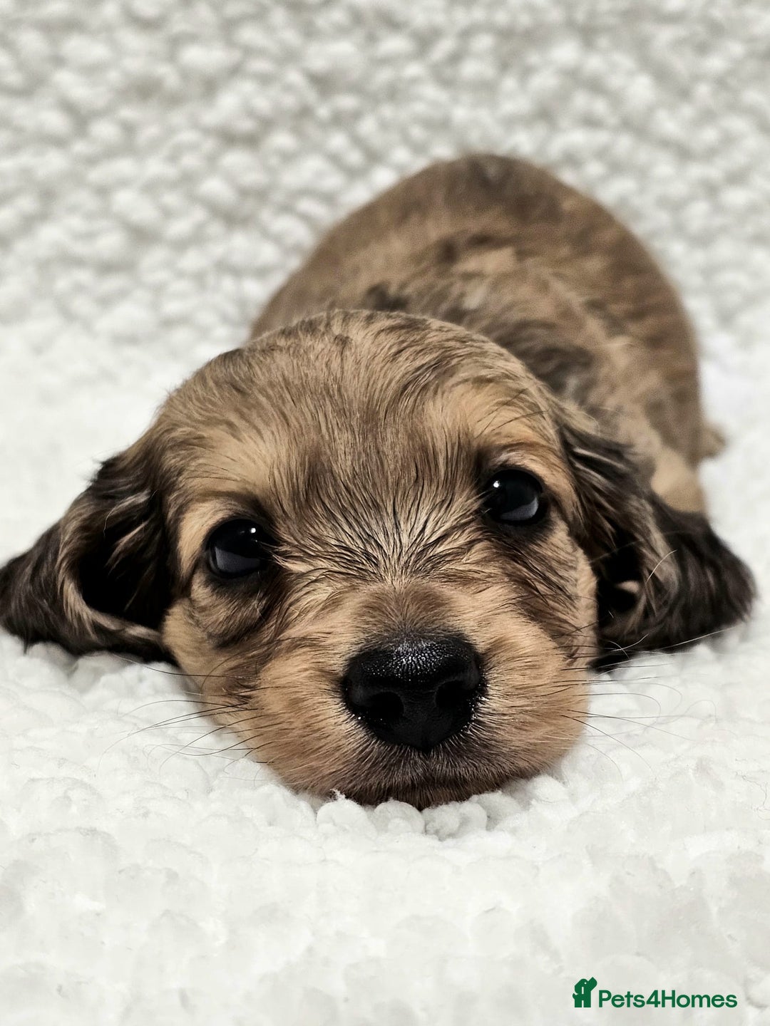 Miniature Dachshund dogs for sale: Shaded Cream Miniature Long Haired Dachshunds - Advert 2