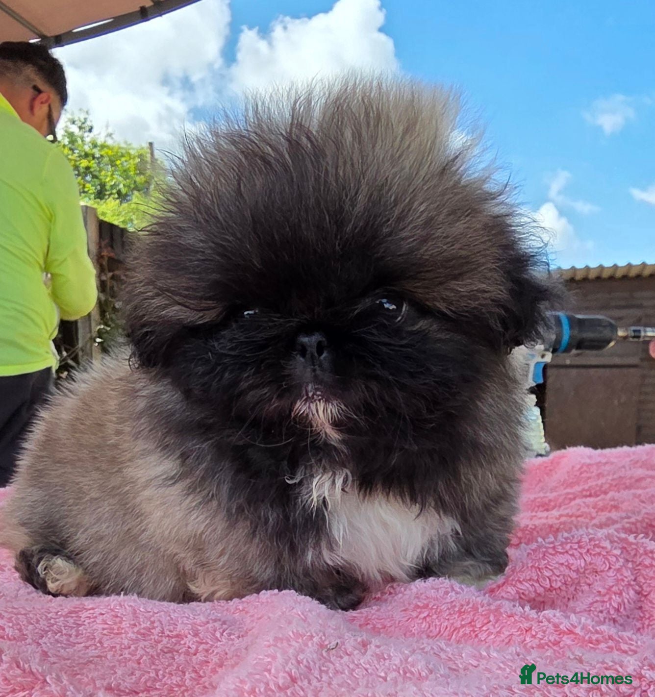Pekingese dogs KC Registered Pekingese Puppies top quality  - Advert 9