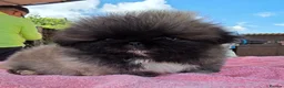 Pekingese dogs for sale: KC Registered Pekingese Puppies top quality  - Advert 27