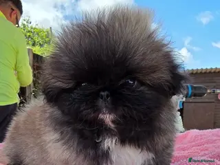 Pekingese dogs KC Registered Pekingese Puppies top quality - Advert 9
