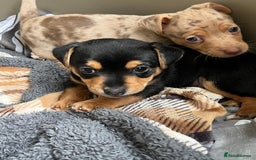 Jack Russell dogs for sale: Miniature Jack Russell  - Image 16