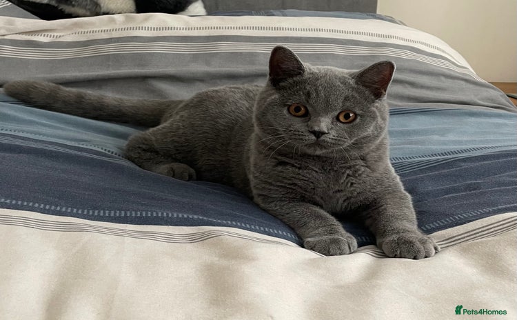 British Shorthair cats - Advert 7