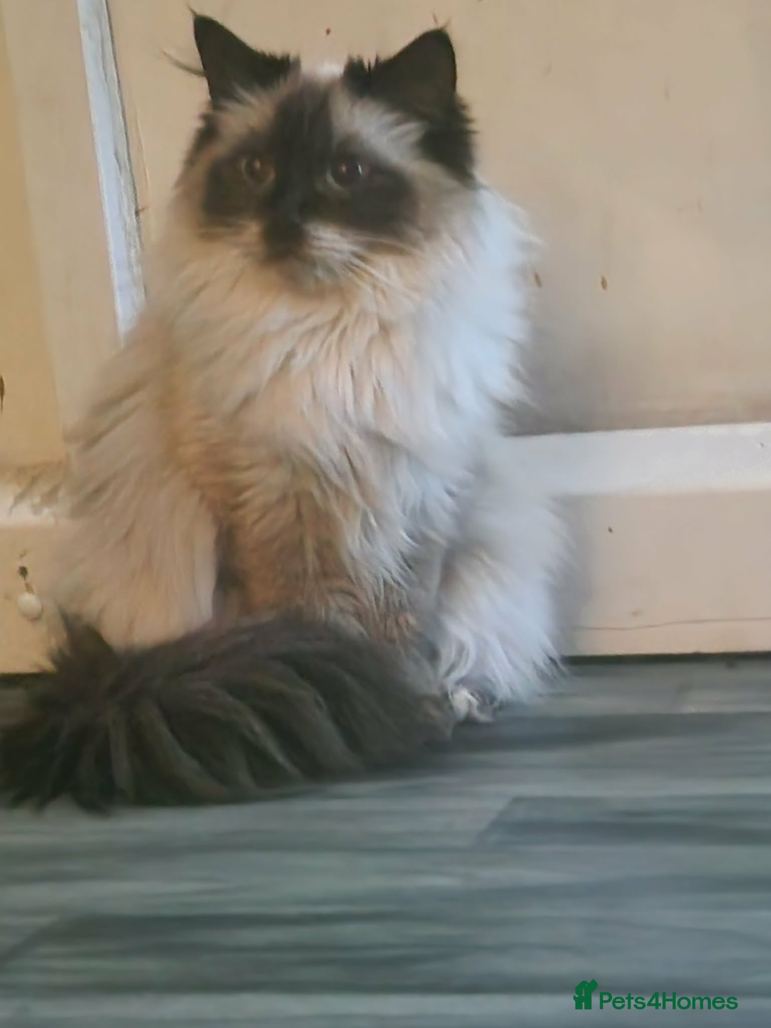 Ragdoll cats Stunning ragdoll female  - Advert 3