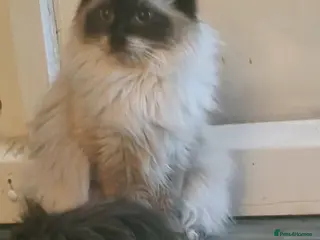 Ragdoll cats Stunning ragdoll female - Advert 3