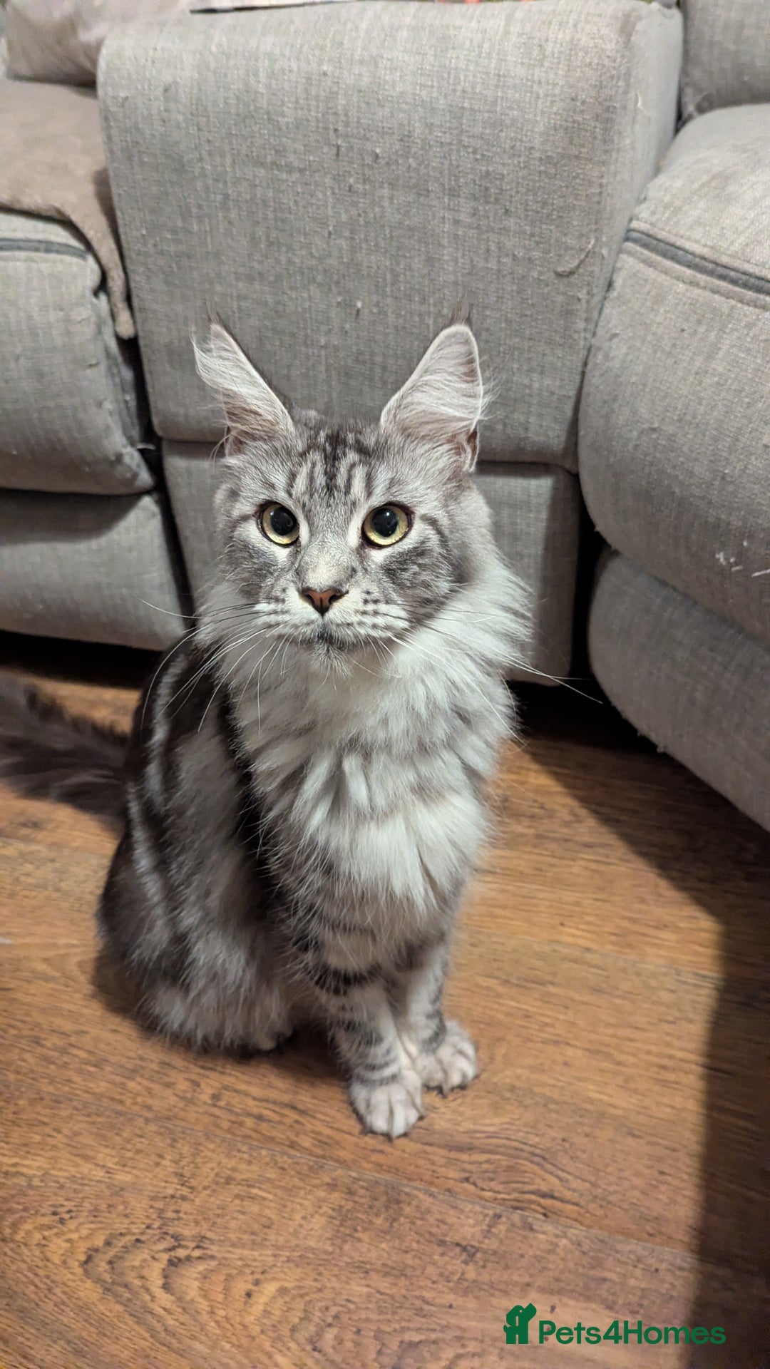 Maine Coon cats for sale: 2 boys and 1 girl  - Advert 2