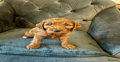Cockapoo dogs - Advert 12