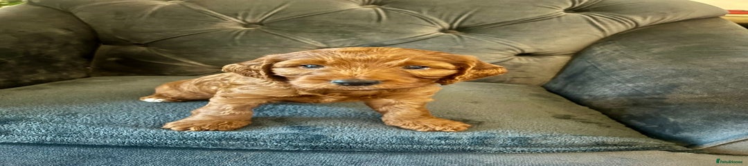 Cockapoo Puppy 7 (Orange)