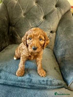 Cockapoo dogs - Advert 16