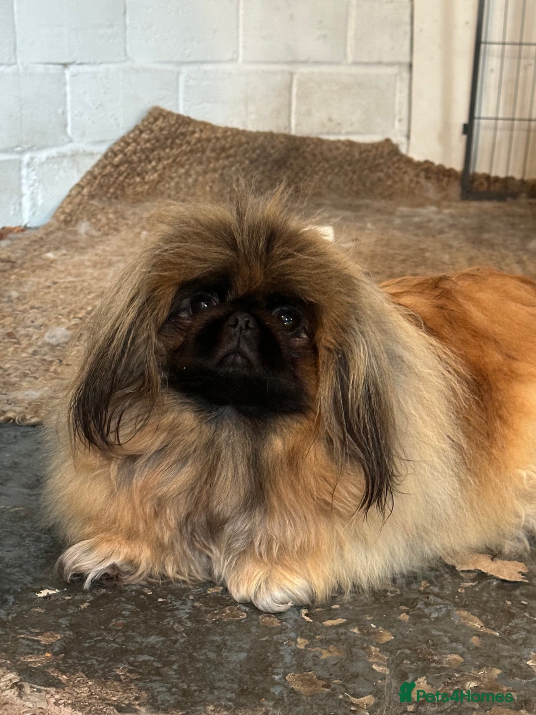 Pekingese dogs for sale: Handsome pure pedigree Pekingese  - Advert 6