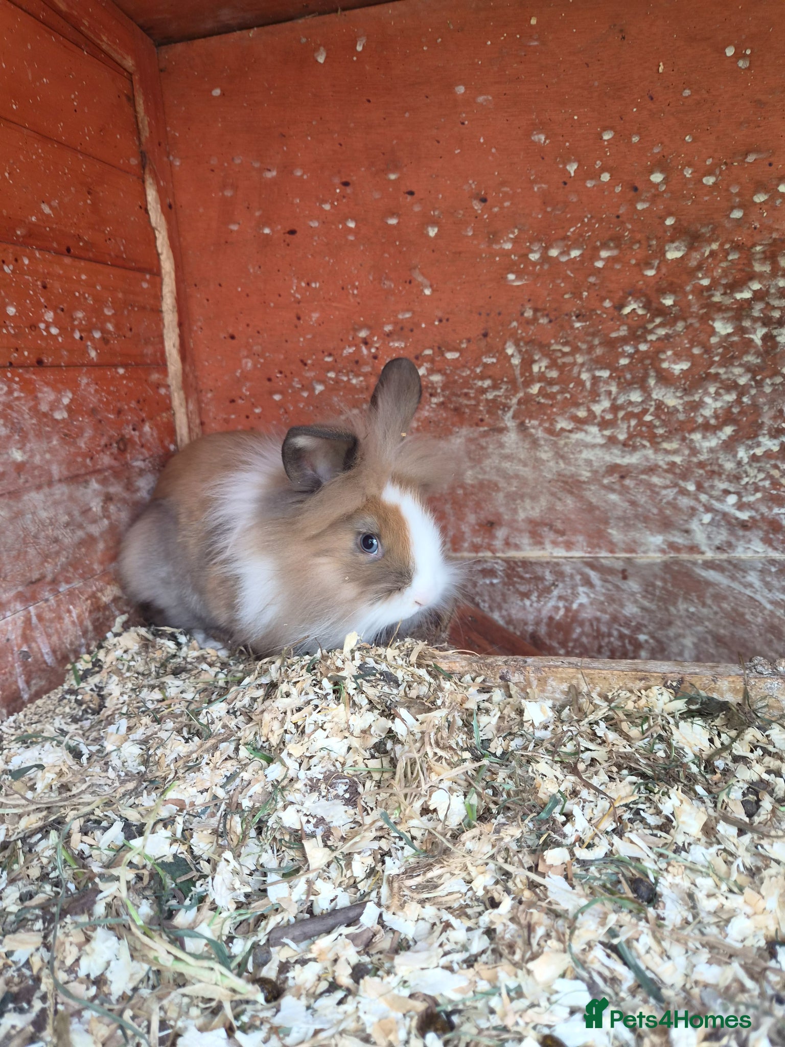 Lionhead rabbits for sale: 5 baby lion heads for sale £60 each  in Manchester - Advert 11