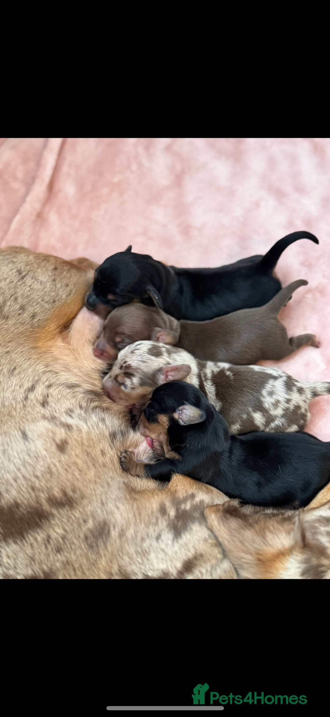 Miniature Dachshund dogs for sale: Miniature daschunds   - Image 16