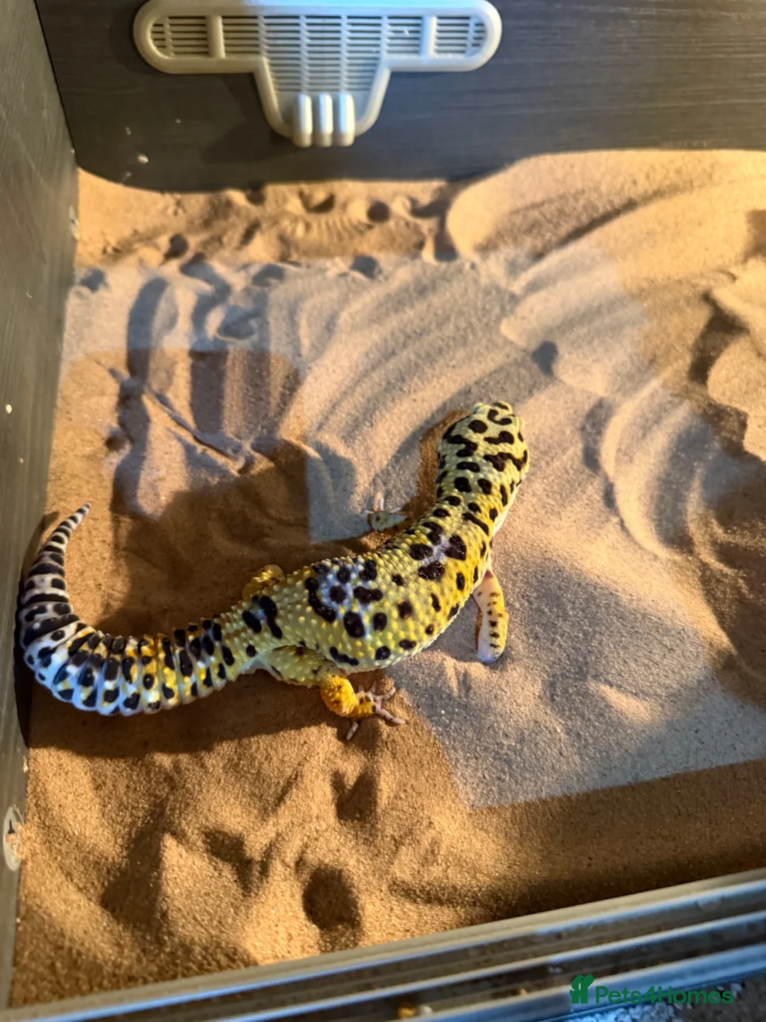 Gecko reptiles for sale: Friendly Leopard Gecko with Full Vivarium Setup  - Advert 2