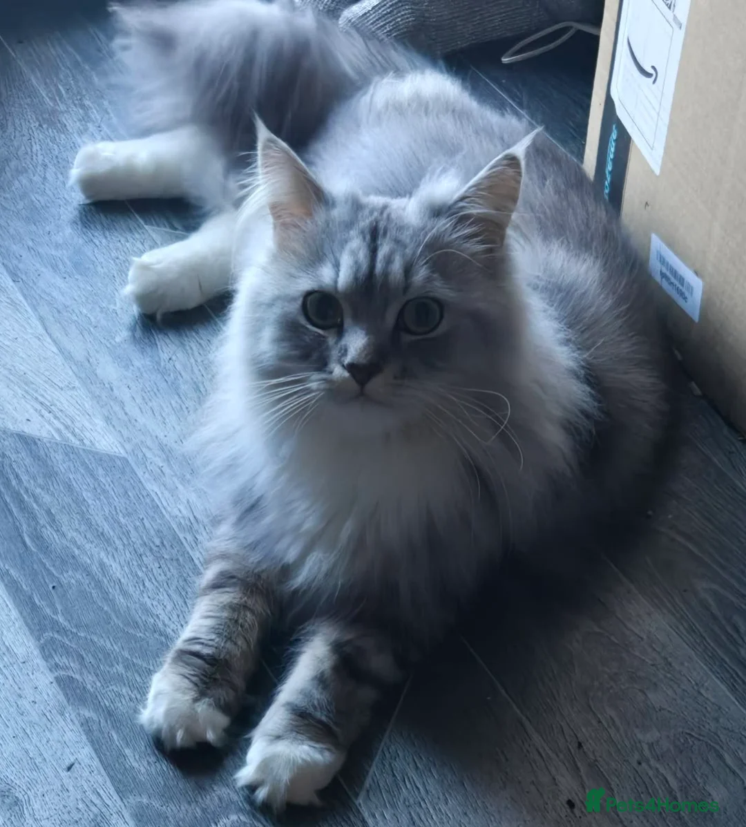 Mixed Breed cats for sale: Chinchilla Persian / Maine Coon cross in Irvine - Advert 1
