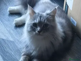 Mixed Breed cats Chinchilla Persian / Maine Coon cross - Advert 3