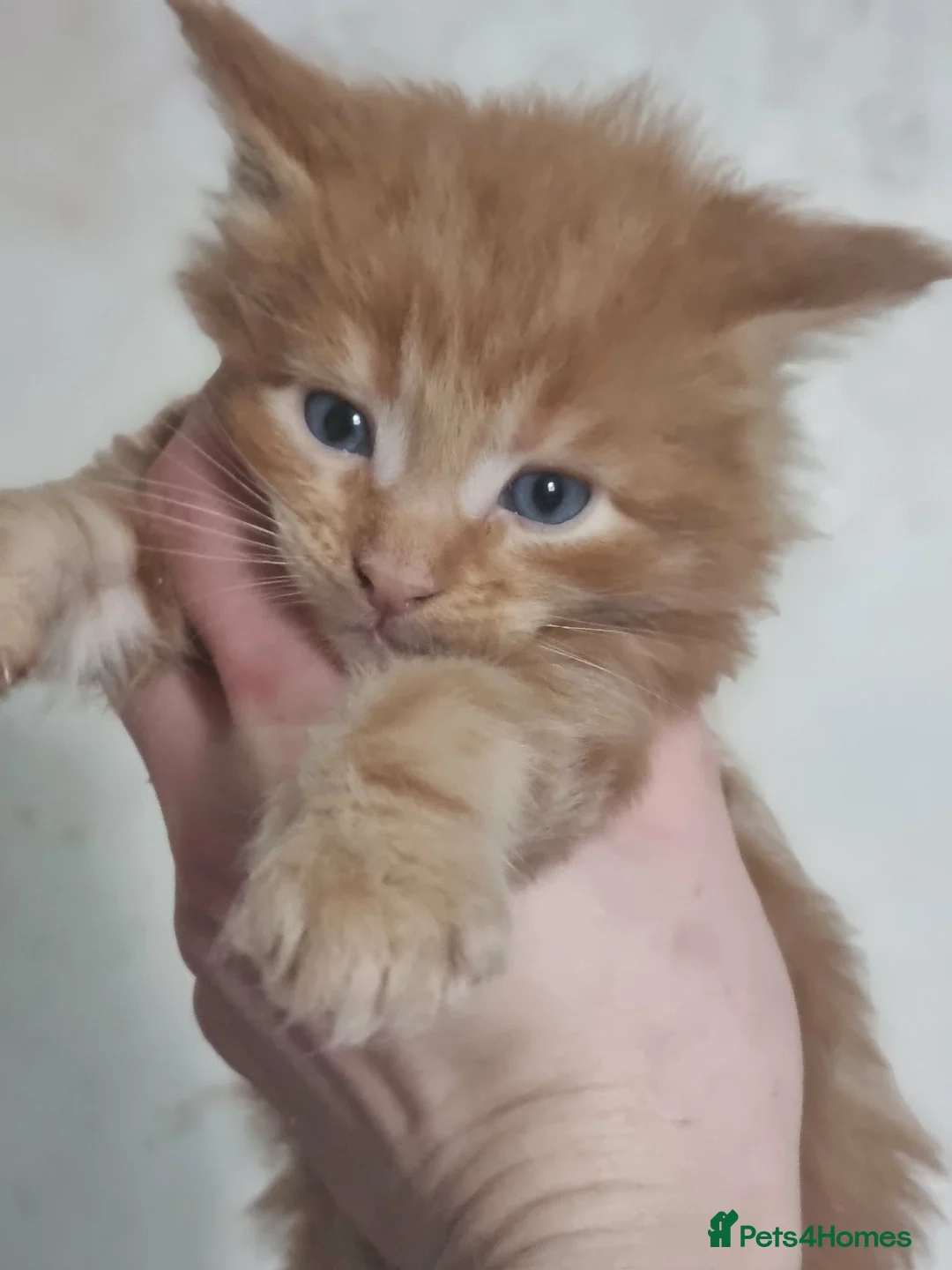 Maine Coon cats for sale: Beautiful Maine Coon Kittens available  - Advert 12