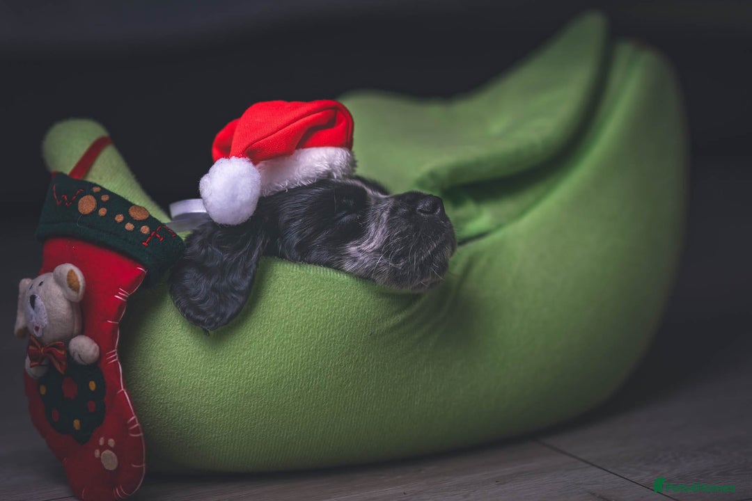 Cocker Spaniel dogs for sale: Waiting list now open kc registered cocker spaniel - Advert 6