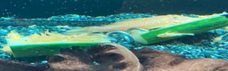 Plecos fish for sale: Blue-eye lemon Bristlenose pleco juveniles  - Advert 13