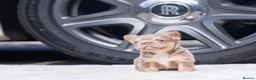 French Bulldog dogs for sale: STUNNING FLUFFY FRENCH BULLDOGS  in Cambridge - Advert 8