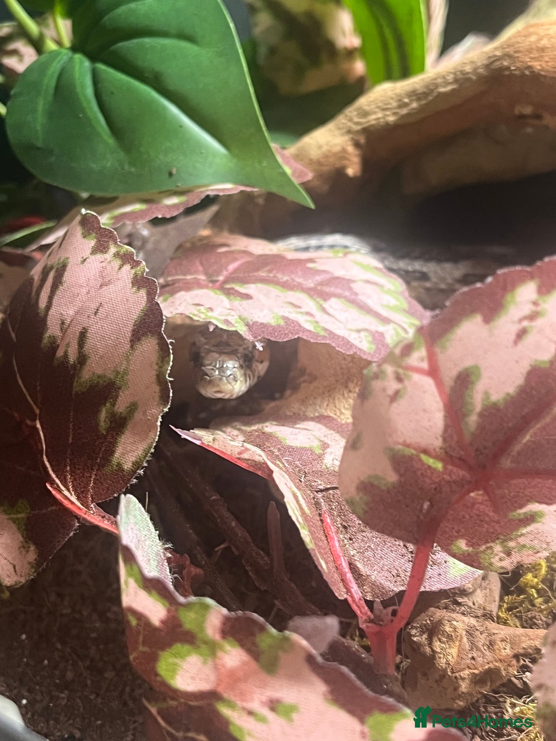 Corn Snake reptiles for sale: Amel corn snake  - Advert 3