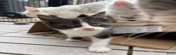 Mixed Breed cats for sale: MAINE COON CROSS KITTENS  - Advert 7