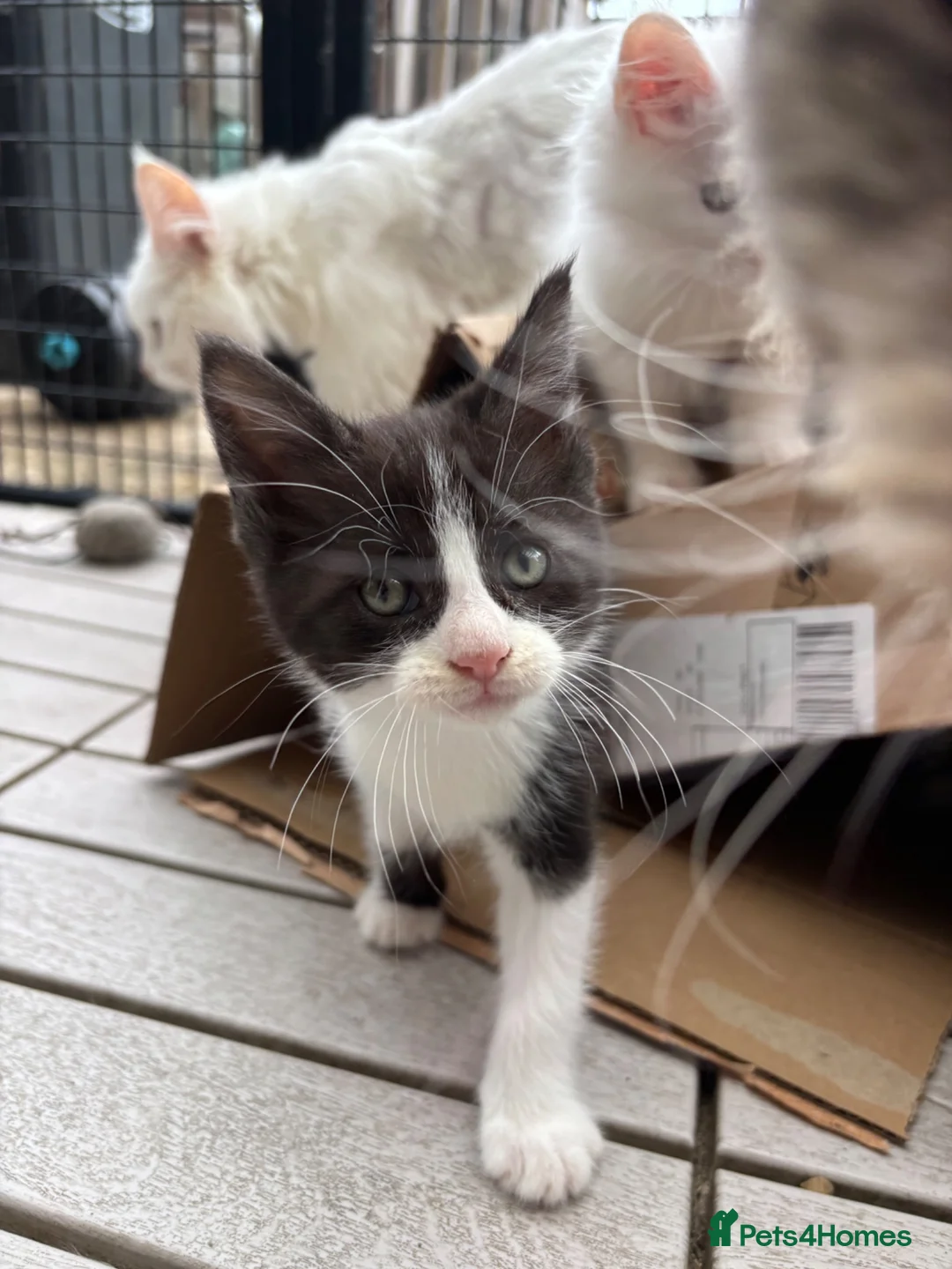 Mixed Breed cats for sale: MAINE COON CROSS KITTENS  - Advert 7