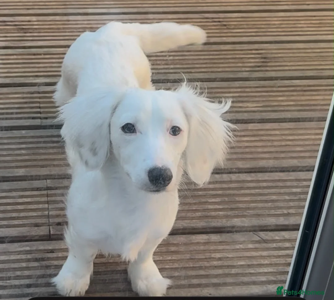 Miniature Dachshund dogs for sale: MINIATURE DACHSHUND PUPPIES🥹🐶🥰 - Advert 19