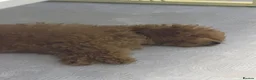 Toy Poodle dogs for sale: Gorgeous tiny toy poodle for sale - Advert 3