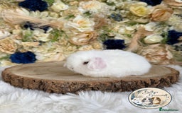 Mini Lop rabbits for sale: 💛 Purebred Mini Lops 💛 UPDATED 19TH JULY 💛 xxx - Image 8