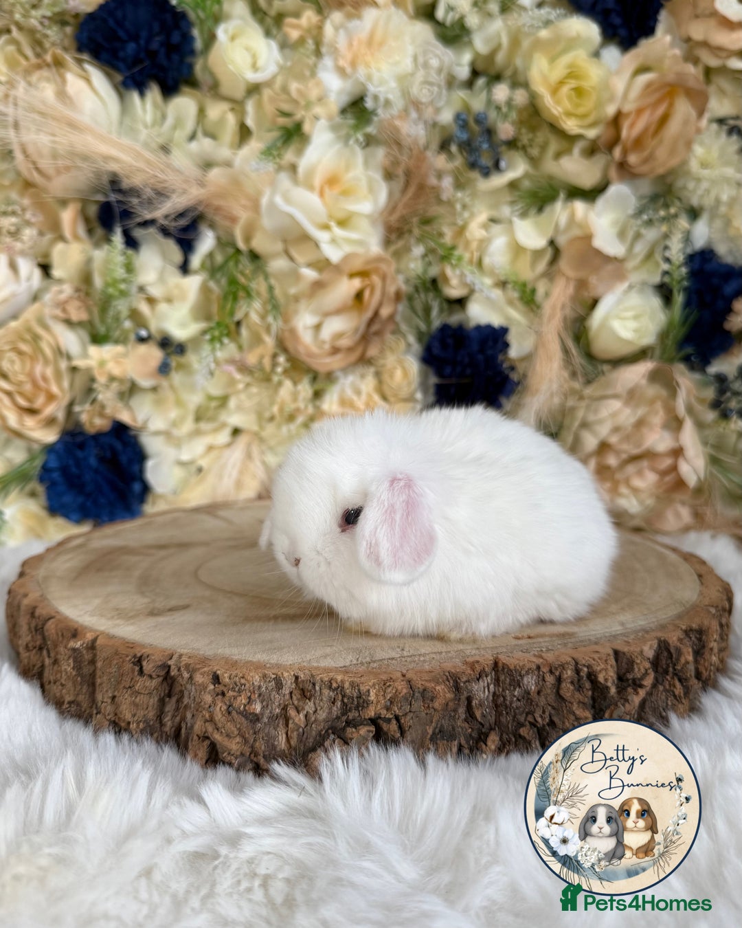 Mini Lop rabbits for sale: 💛 Purebred Mini Lops 💛 UPDATED 19TH JULY 💛 xxx - Image 8
