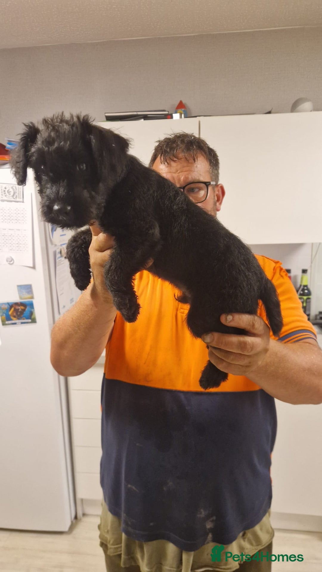 Mixed Breed dogs for sale: Lakeland/patterdale terrier pups - Image 2