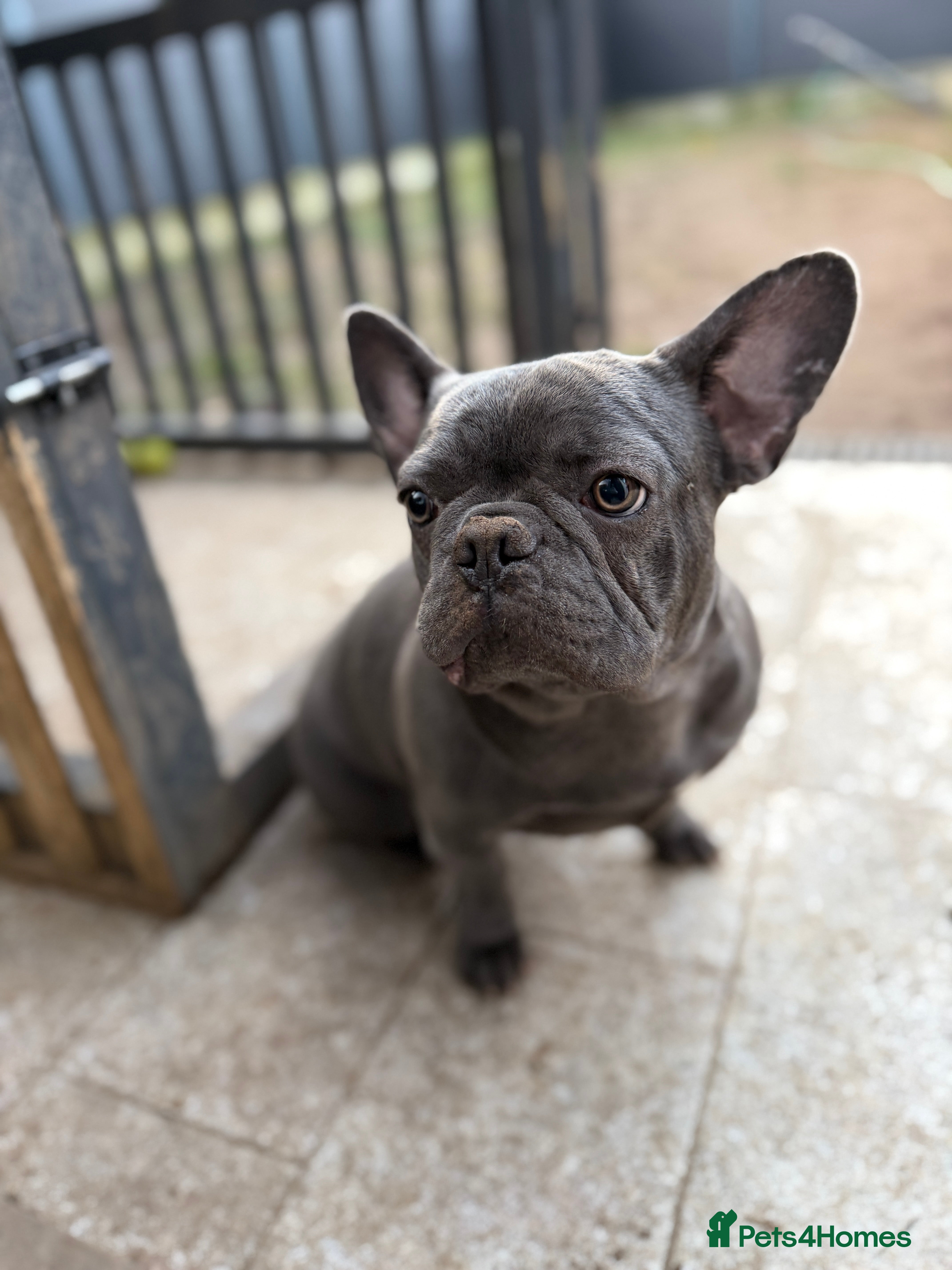 French Bulldog dogs French bulldogs puppies  in Doncaster - Advert 2