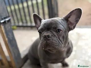 French Bulldog dogs French bulldogs puppies in Doncaster - Advert 2