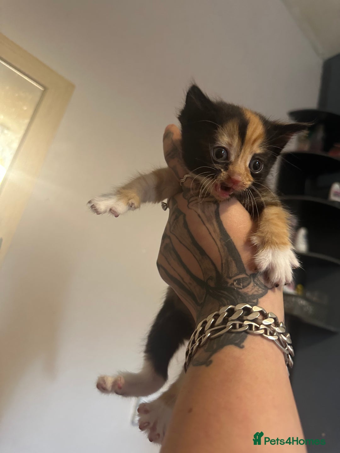 British Shorthair cats for sale: 7 week old kittens  - Image 3
