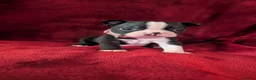 Boston Terrier dogs for sale: Boston Terriers for sale  - Advert 15