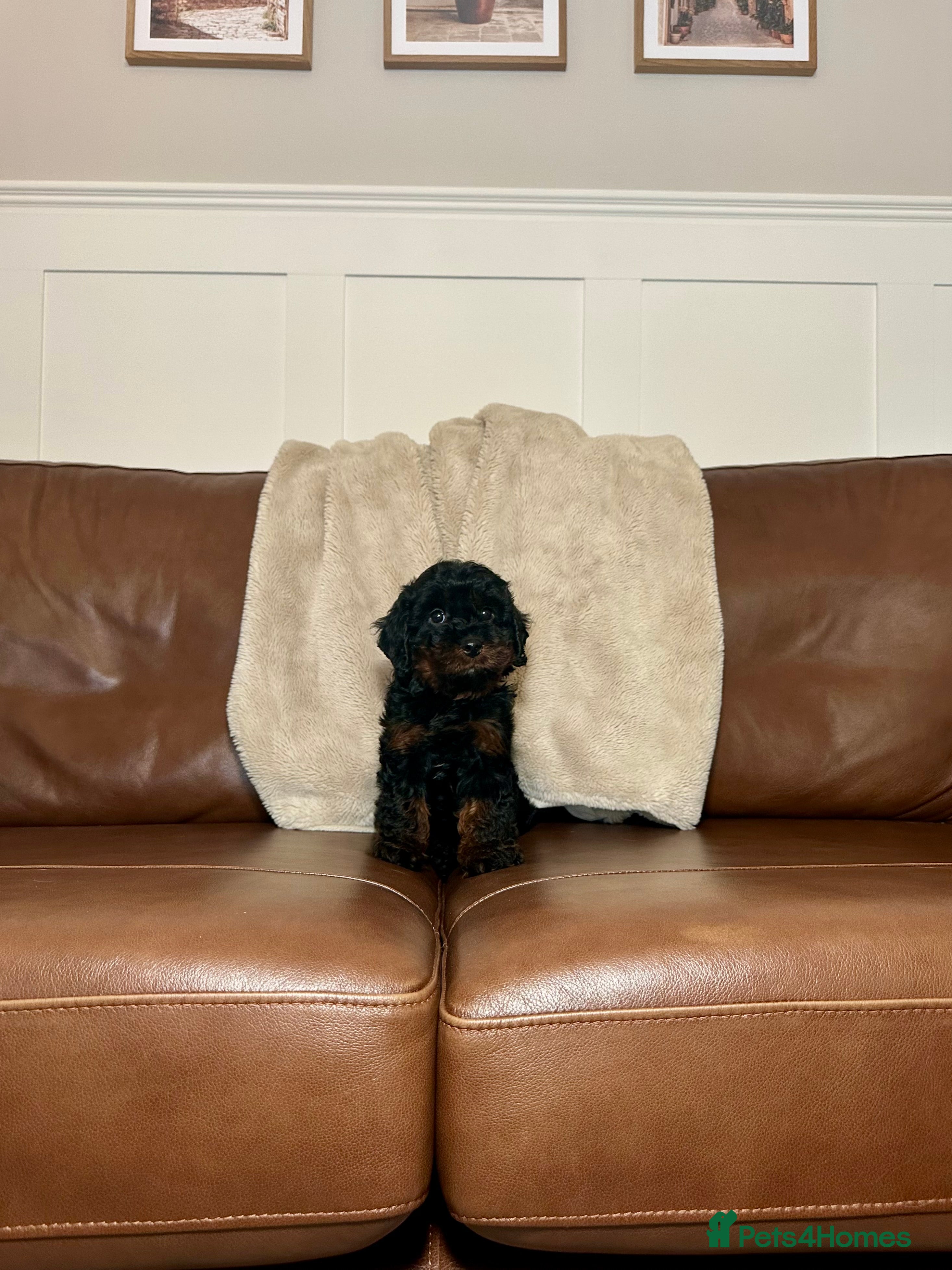 Cavapoo dogs Adorable Cavapoo puppies. Health tested Parent.  - Advert 2