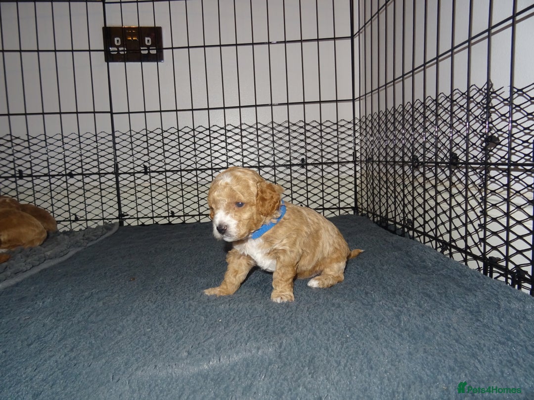 Maltipoo dogs for sale: 🐾 F1b Maltipoo Puppies – Ready Early January 🐾 - Advert 21