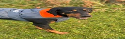 Mixed Breed dogs for adoption: Eddie - Translyvanian Hound  in Bideford - Advert 3