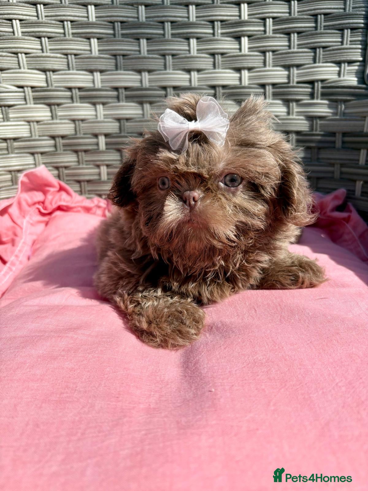 Shih Tzu dogs Ready HEALTH TESTED KC Female 💜 - Advert 5