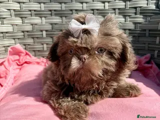 Shih Tzu dogs Ready HEALTH TESTED KC Female 💜 - Advert 2