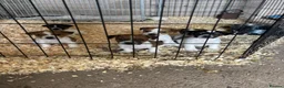 Jack Russell dogs for sale: Old fashion type Miniature jack russell puppies - Advert 26
