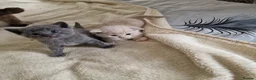 British Shorthair cats for sale: Beautiful British shirthair ready for loving home - Advert 14