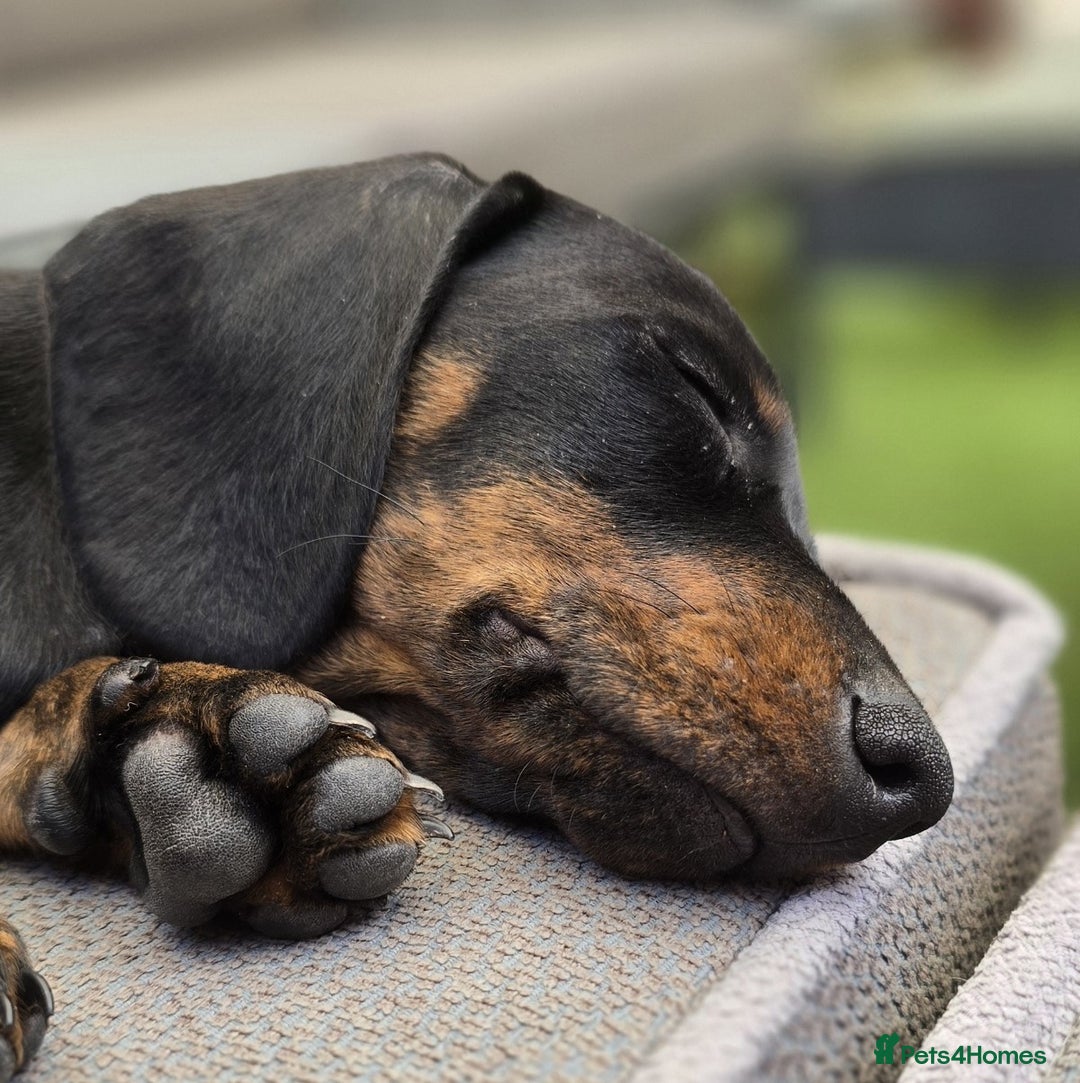 Miniature Dachshund dogs for sale: KC Reg Miniature Dachshunds - IVDD 0/0 (Dad) in Tavistock - Image 5