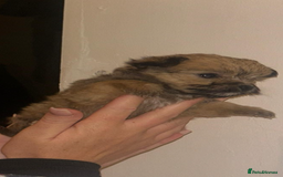 Yorkshire Terrier dogs for sale: Golden Yorkshire Terrier girl - Image 3